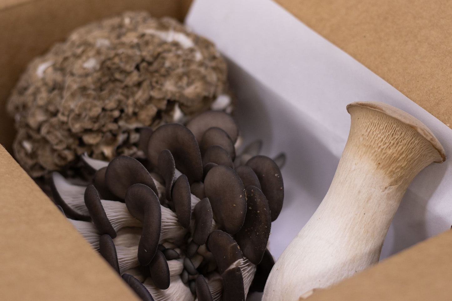 Tivoli Mushroom Box