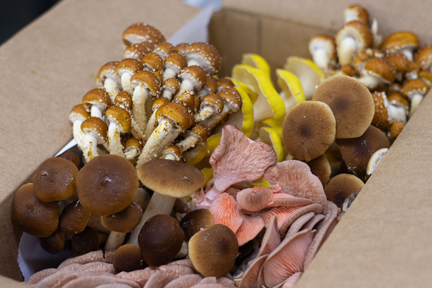 Tivoli Mushroom Box